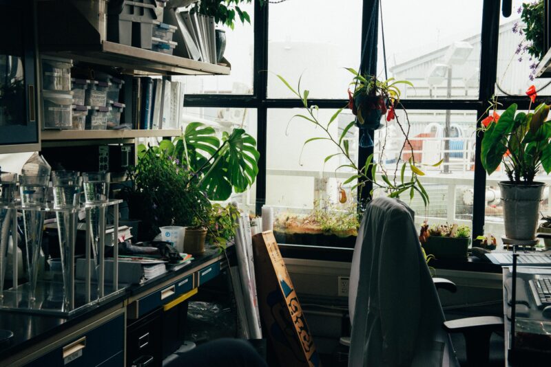 Laboratory with plants